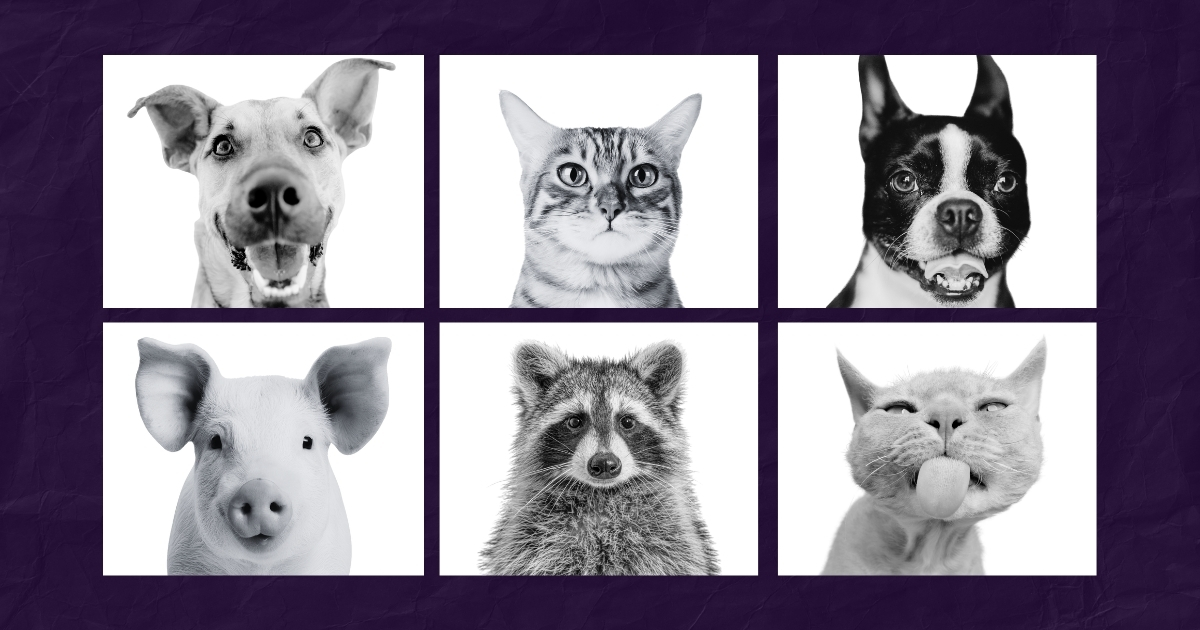 Black and White Animal Portraits