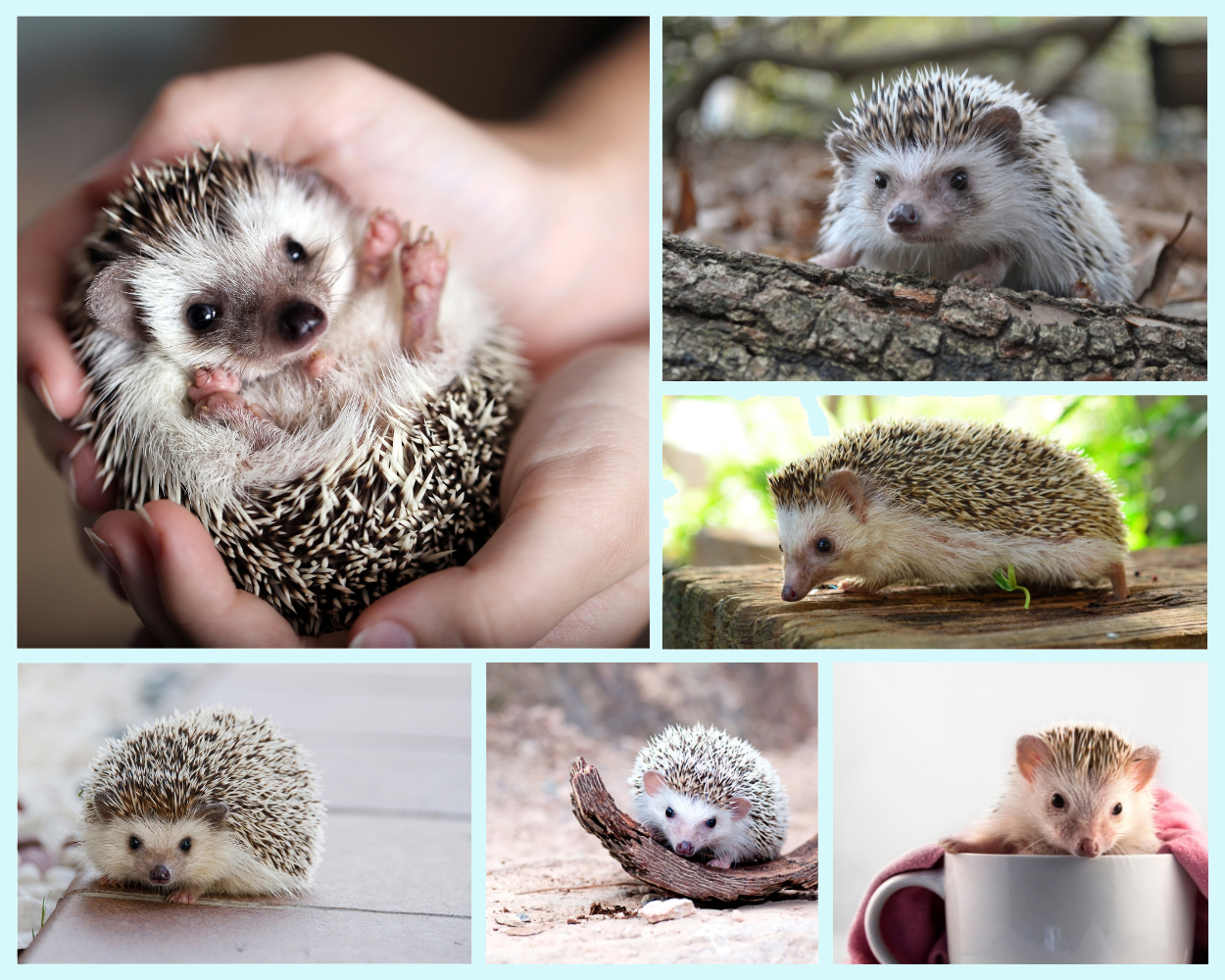 Brown Natural Hedgehog Photo Collage